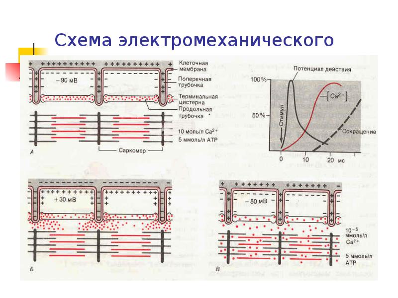 Схема электромеханического сопряжения в миокарде