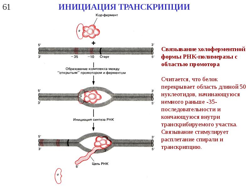 Инициация биохимия. Стадии транскрипции РНК инициации. Этапы транскрипции схема. Инициация транскрипции биохимия. Схема инициация транскрипции биохимия.