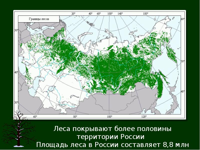 Лесная карта россии