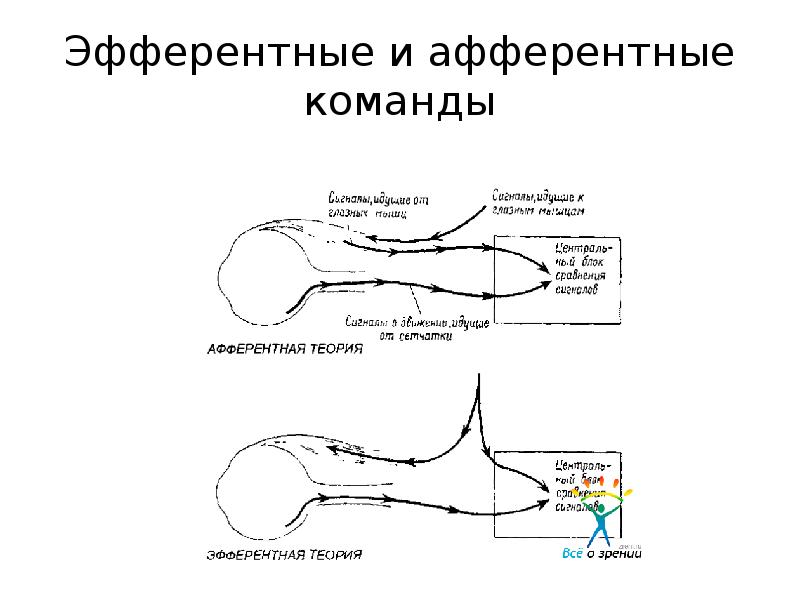 Афферентные и эфферентные пути