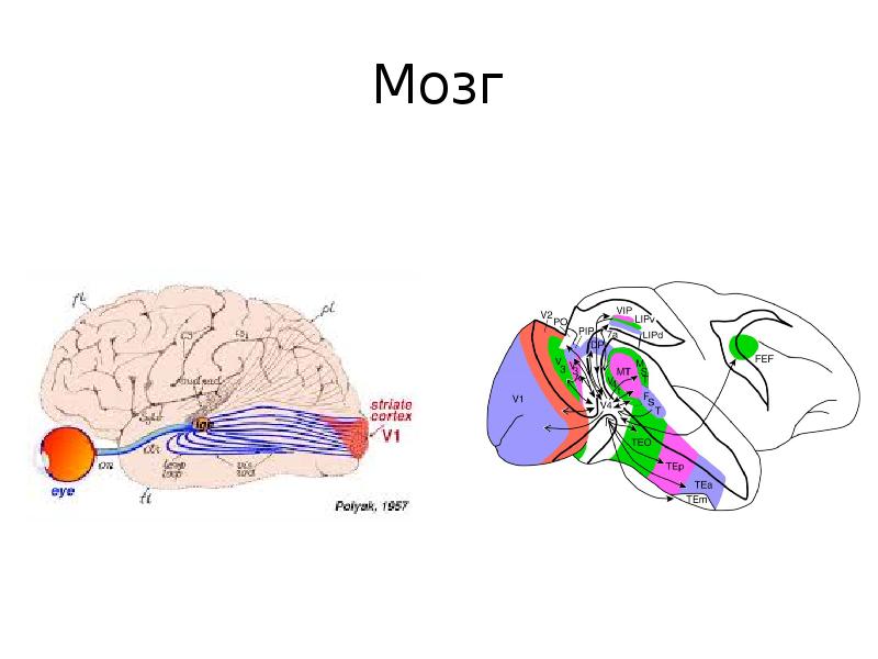 Brain pole