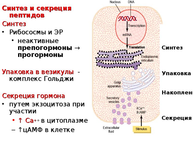 Синтез веществ клетками. Схема синтеза гормонов пептидов. Синтез пептидных гормонов. Синтез секреция транспорт гормонов. Синтез белково пептидных гормонов.