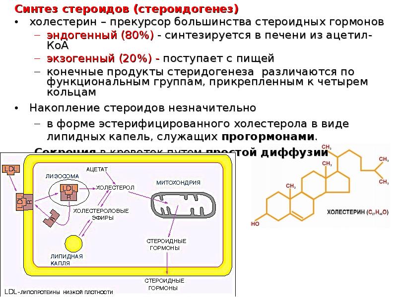 Гормоны презентация по биохимии