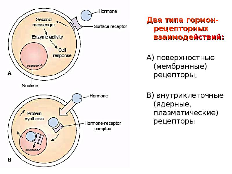 Внутриклеточным катионом является. Передача сигналов через внутриклеточные рецепторы. Внутриклеточные рецепторы физиология. Внутриклеточные рецепторы гормонов. Гормоны взаимодействующие с внутриклеточными рецепторами.