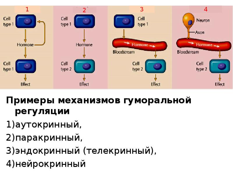 Схема гуморального ответа