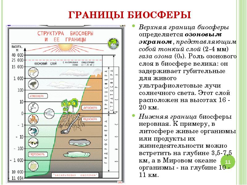 Схема значение биосферы для человека