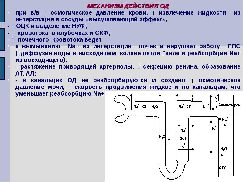 Давление механизм давления. Механизм действия осмотических диуретиков. Механизм действия осмотических диуретиков схема. Принцип действия осмотических диуретиков. Осмотические диуретики препараты механизм действия.