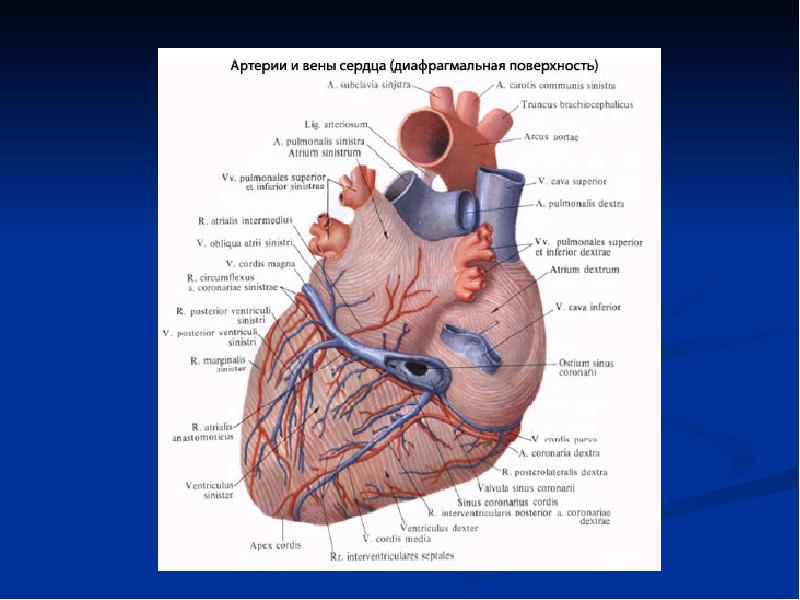 Борозды сердца анатомия картинки