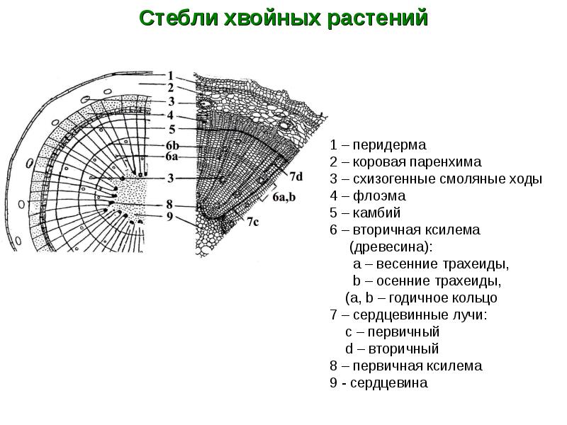 Стебель камбий древесина сердцевина егэ схема