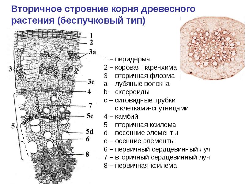 Рисунок первичное строение корня