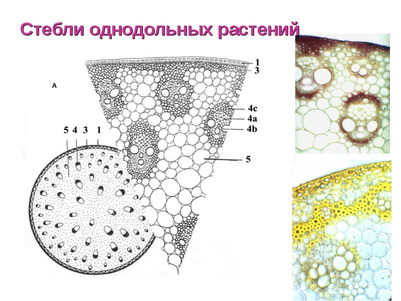 Рисунок однодольного растения