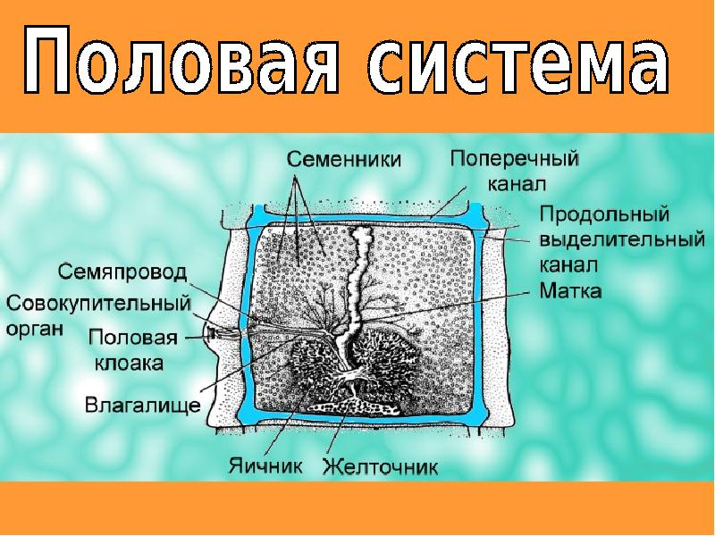 Презентация на тему сетевые черви