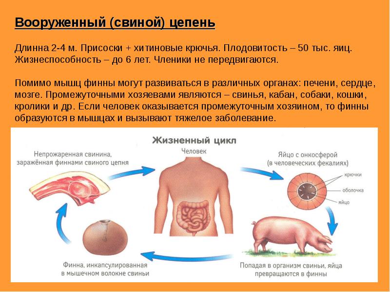 Схема жизненного цикла ленточных червей