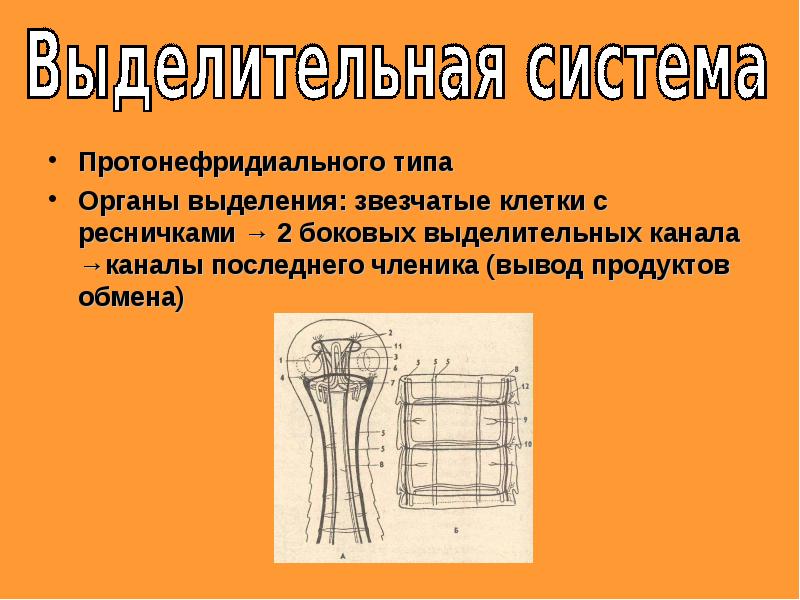 Типы органов. Органы выделения протонефридиального типа. Выделительная система протонефридиального типа. Клетки протонефридиальной выделительной системы. Выделительную систему протонефридиального типа имеет.