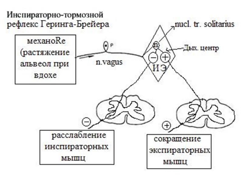 Рефлекторное дыхание. Схема рефлекторной дуги рефлекса Геринга–Брейера:. Рефлекс Геринга Брейера рефлекторная дуга. Рефлекс Геринга схема рефлекторной дуги. Дыхательный центр рефлекторная дуга.