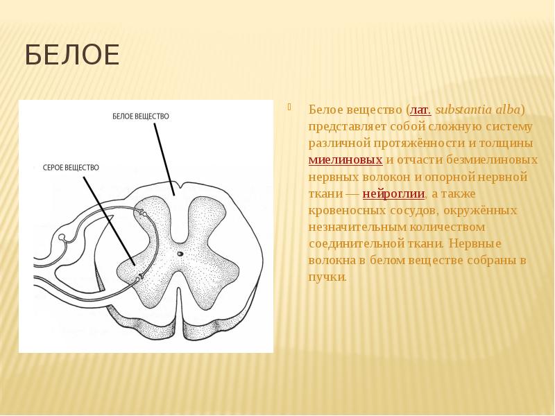 Вещество головного. Серое и белое вещество. Белое вещество. Из чего состоит белое вещество. Белое вещество представлено.