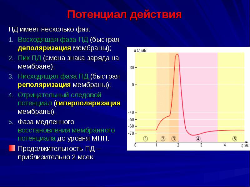 Уровень деполяризации мембраны при котором возникает потенциал действия называют