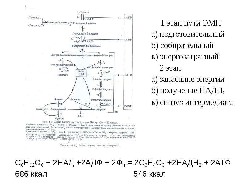 Этапы пути. Синтез надн2 фотосинтез. Способы запасания энергии в клетке биохимия. Промежуточные формы запасания энергии. Преобразование энергии надн2.