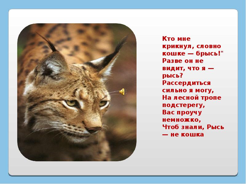 Красная книга якутии животные фото и описание