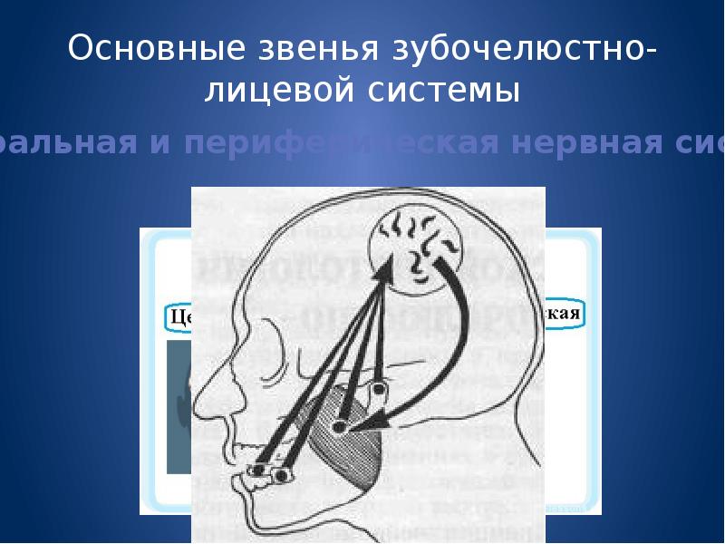 Основы клинической гнатологии биомеханика зубочелюстно лицевой системы презентация