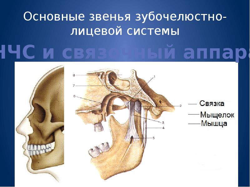 Основы клинической гнатологии биомеханика зубочелюстно лицевой системы презентация