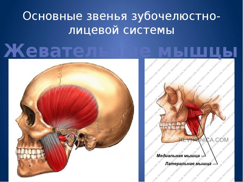 Основы клинической гнатологии биомеханика зубочелюстно лицевой системы презентация