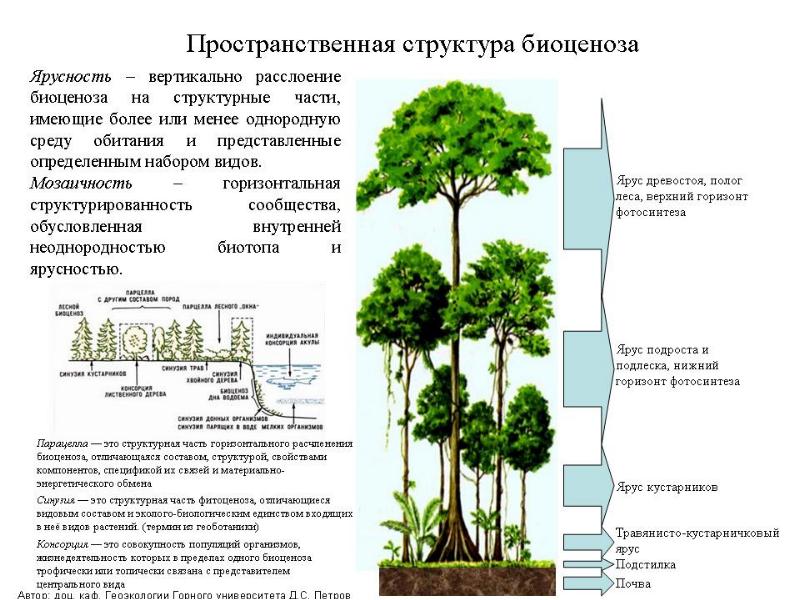 Состав и структура биоценоза презентация - 85 фото