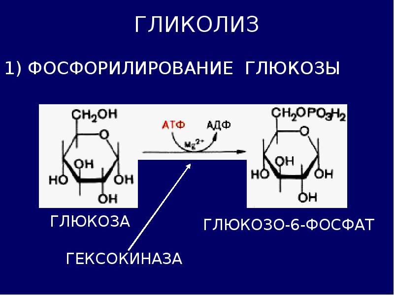 Гликолиз 6 атф. Реакция фосфорилирования Глюкозы. Схема реакции фосфорилирования Глюкозы. Фосфорилирование Глюкозы, гексокиназа. Фосфорилирование и дефосфорилирование Глюкозы.