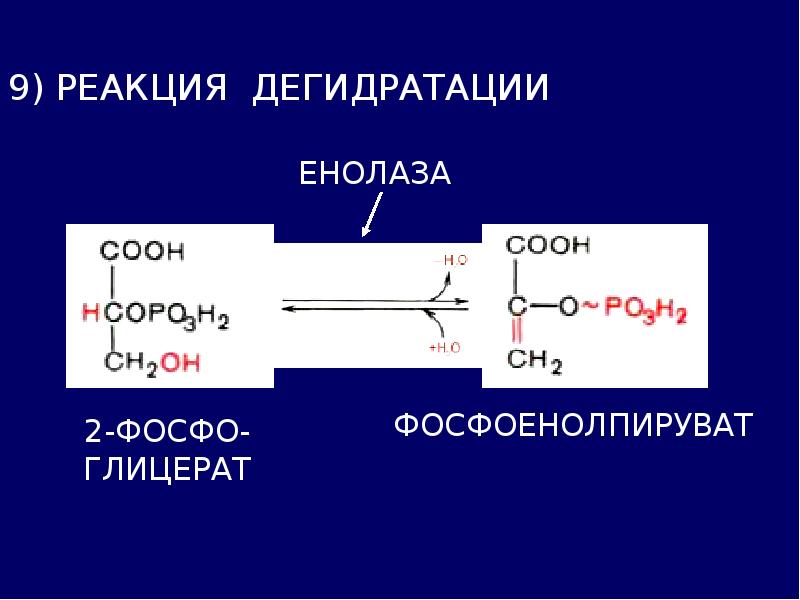 4 реакция гликолиза. Спиртовое брожение. Енолаза гликолиз. Гликолиз брожение фосфо. Глицерат алюминия.