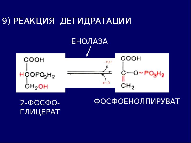 Гликолиз обмен. Энолаза гликолиз. Фосфоенолпируват гликолиз. Спиртовое брожение. Енолаза катализирует реакцию.