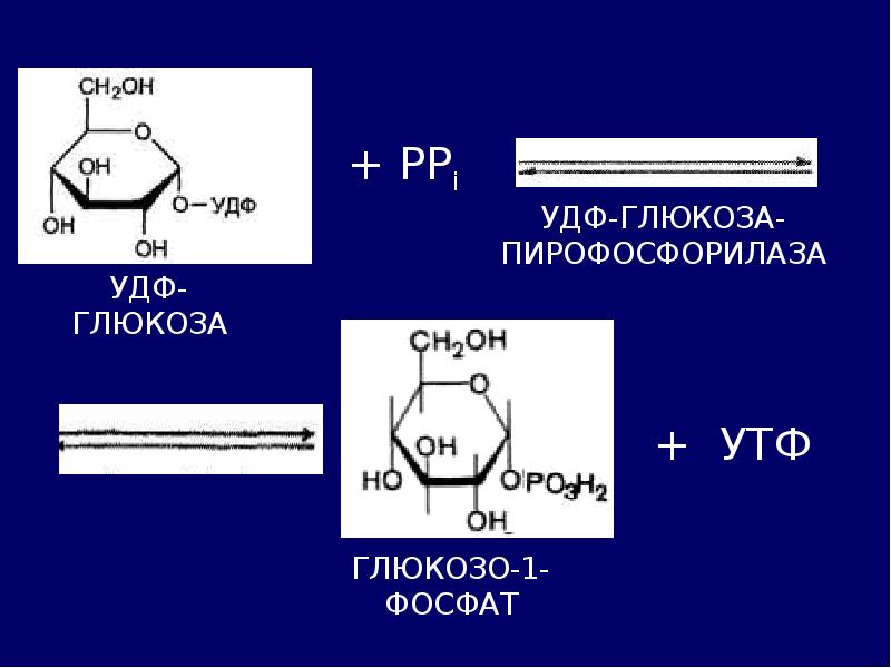 Гликолиз обмен. Образование УДФ Глюкозы. УДФ Глюкоза. УДФ Глюкоза пирофосфорилаза. УДФ Глюкоза функции.