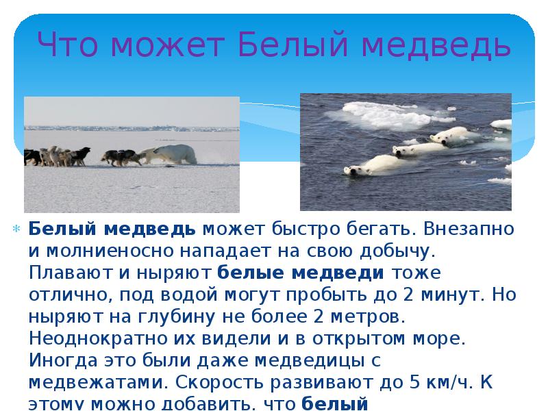 Проект белые медведи 3 класс