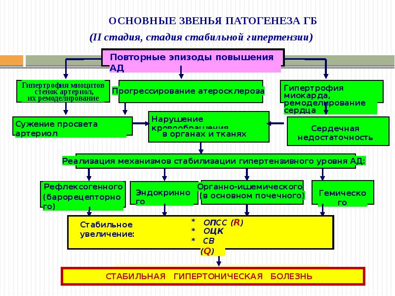 Патогенез гипертонической болезни