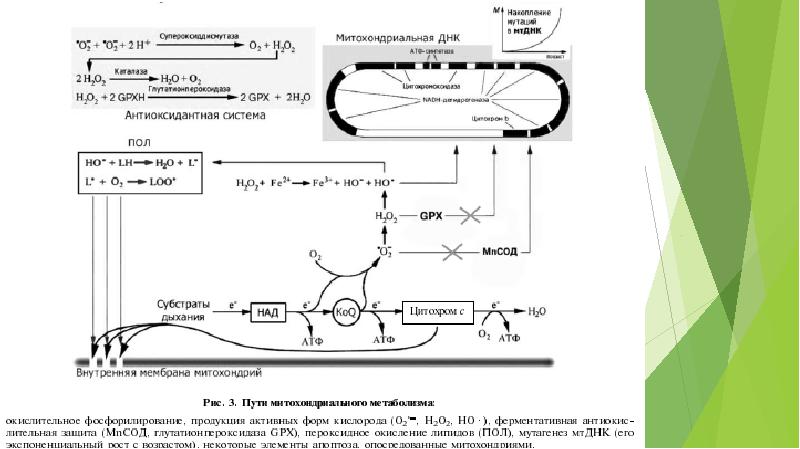 Энергетический обмен в митохондриях рисунок