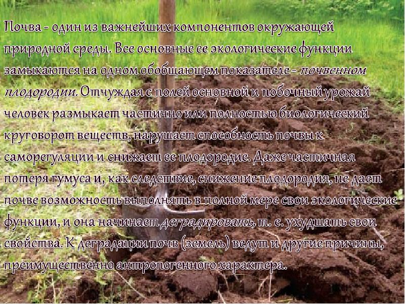 Основные функции почвы. Экологические функции почв. Роль почвы. Антропогенное воздействие на почву. Функции почвы.