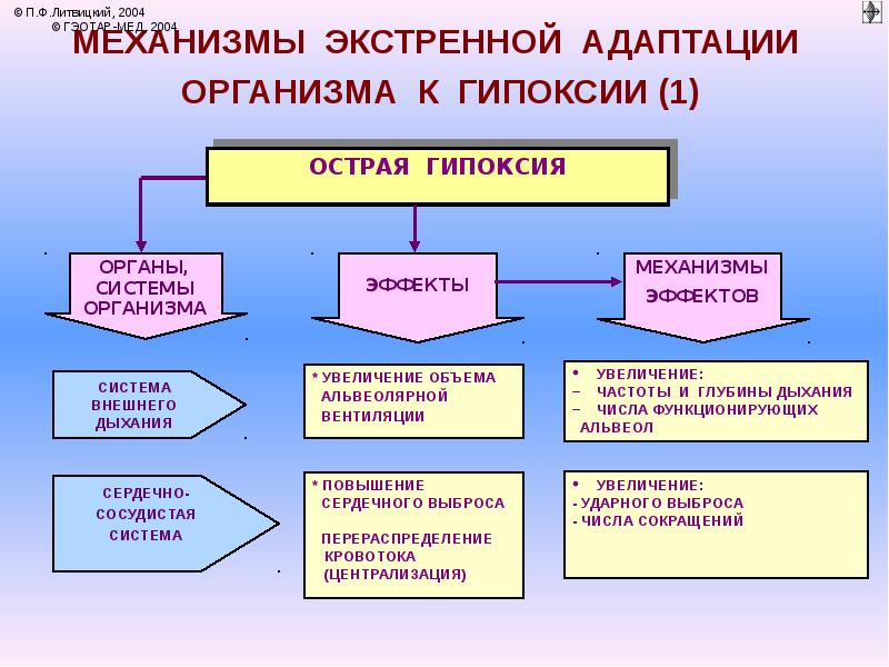 Адаптация организма к гипоксии презентация