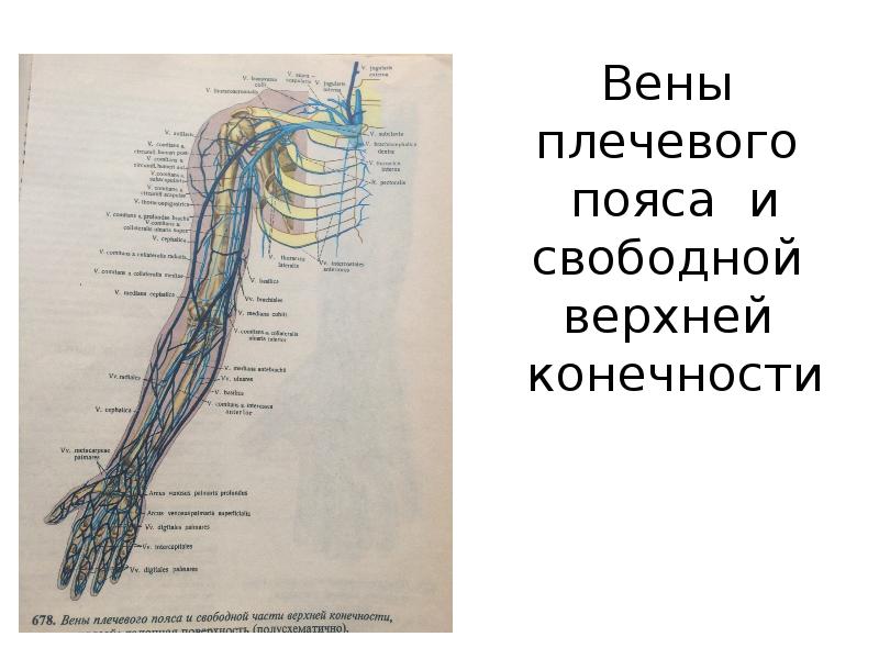 Анатомия вен верхних