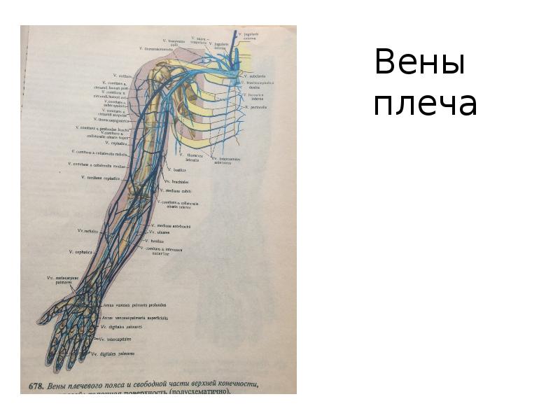 Вены верхней конечности схема