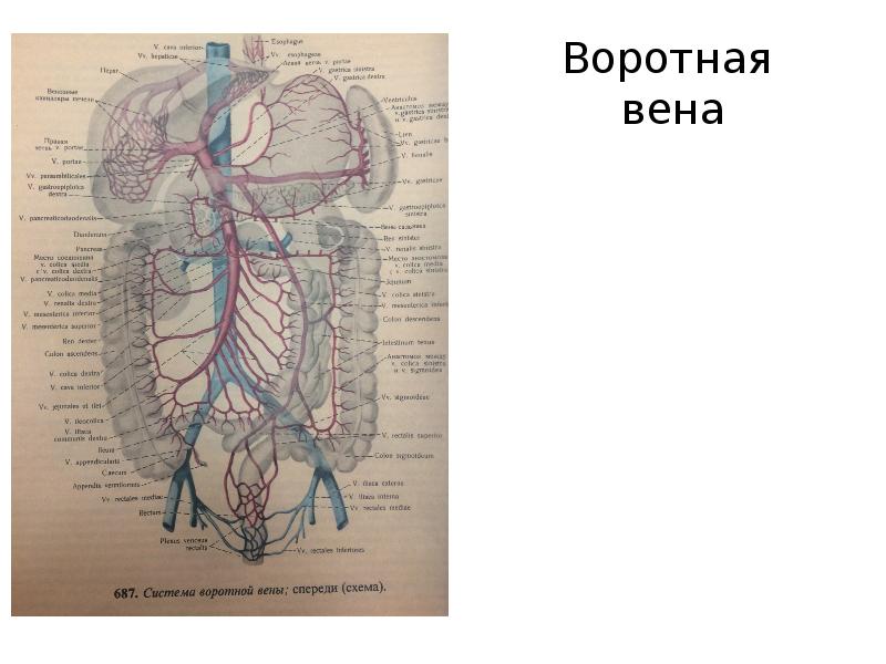 Большая полая вена. Круги кровообращения воротная Вена. Большой круг кровообращение с системой воротной вены. Портальная Вена круг кровообращения. Круг воротной вены схема.