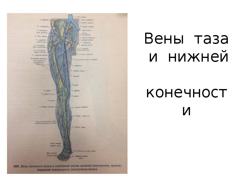 Вены малого таза. Вена таза и нижних конечностей. Вены малого таза анатомия.