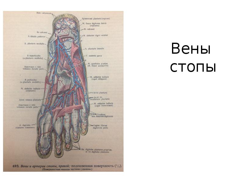 Вены стопы