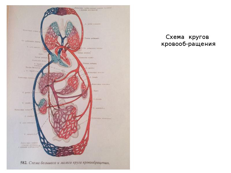 Анатомия сердечно-сосудистой системы