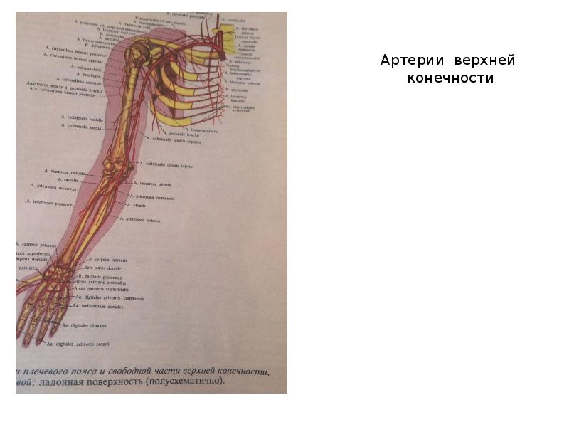 Кровообращение верхней конечности. Кровоснабжение верхней конечности анатомия. Сосуды верхней конечности анатомия. Схема кровоснабжения верхней конечности. Артерии плечевого пояса и свободной части верхней конечности.