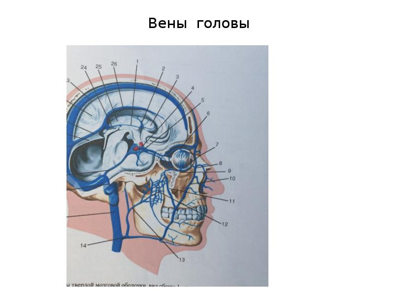 Вены на голове фото