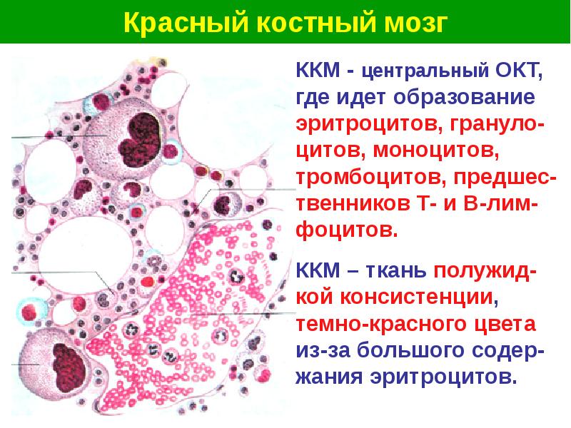 Органы кроветворения гистология презентация