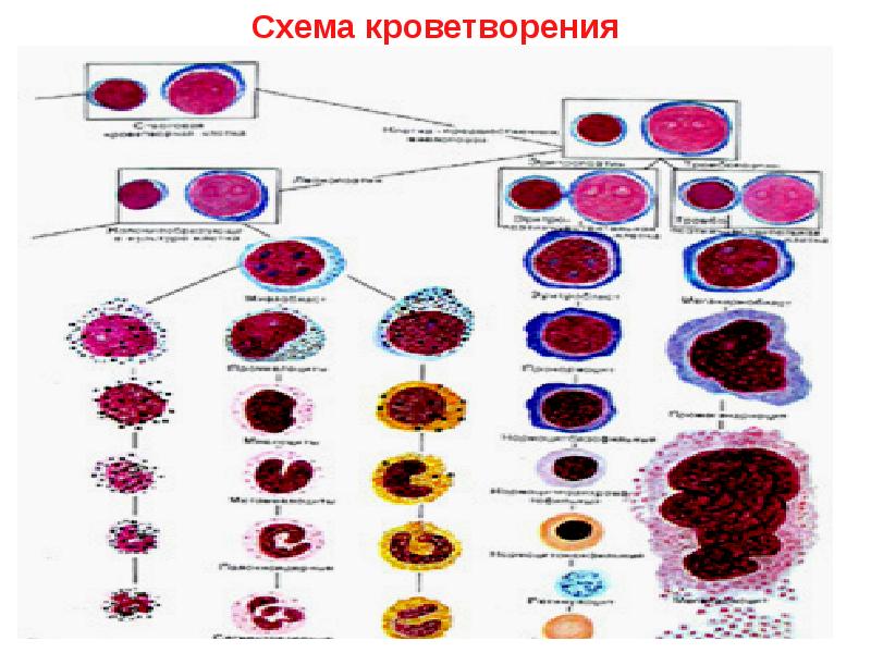 Органы кроветворения гистология презентация