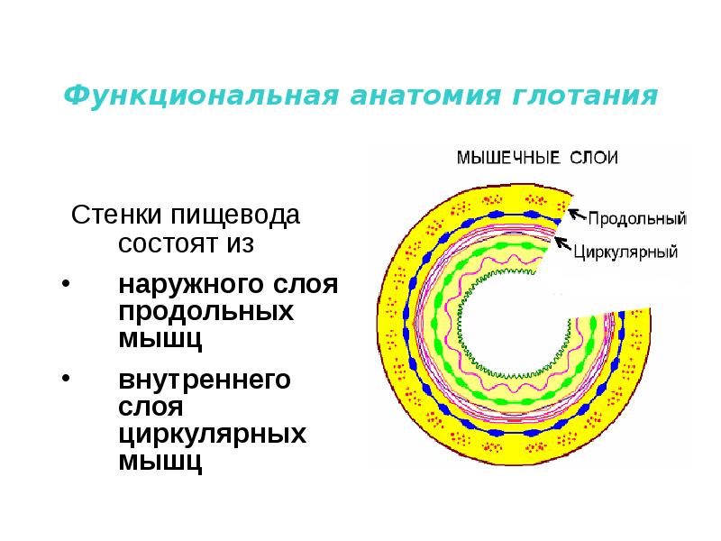 Стенки пищевода анатомия