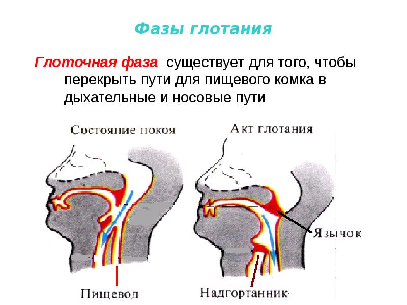 Пищевод и дыхательные пути на картинке