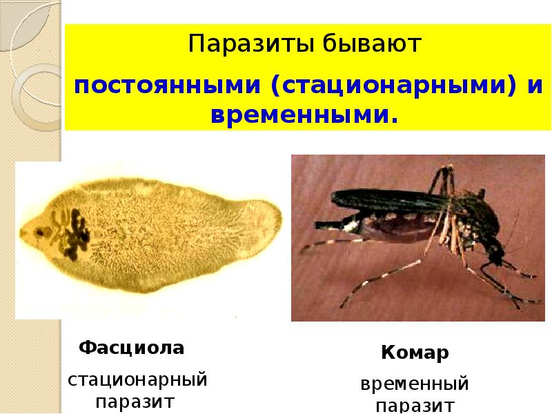 Комары презентация паразитология