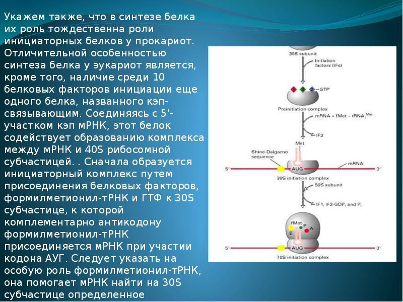 В процессе участвуют трнк. Особенности синтеза белка у эукариот.. Образование инициаторного комплекса трансляции у прокариот. Биосинтез белка у прокариот. Роль МРНК при биосинтезе белков.